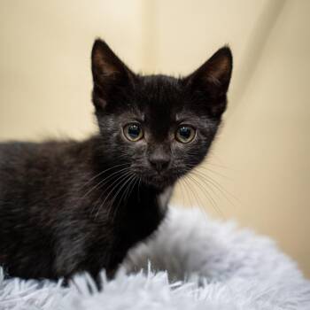 Leonardo -  Domestic Short Hair Cat for Adoption in Gainesville, Georgia - Leonardo | PetCurious
