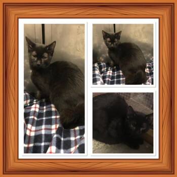 BREEZY -  Domestic Short Hair Cat for Adoption in Buckhannon, West Virginia - BREEZY | PetCurious