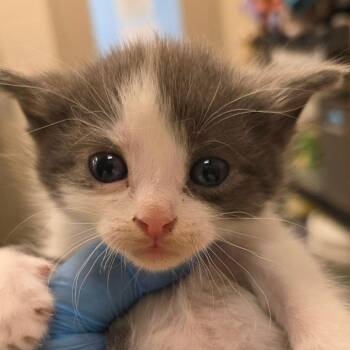 Dolly Parton -  Domestic Short Hair Cat for Adoption in Council Bluffs, Iowa - Dolly Parton | PetCurious