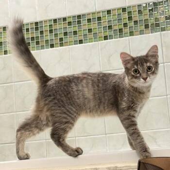 Rescue Domestic Medium Hair and Dilute Calico Cats for Adoption in Coral Gables, Florida - Peyton | PetCurious