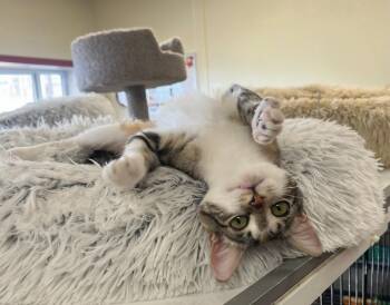 Rescue Torbie and Domestic Short Hair Cats for Adoption in Hillsboro, Texas - Figgy — A Sweet Little Torbie With A Heart Of Gold | PetCurious