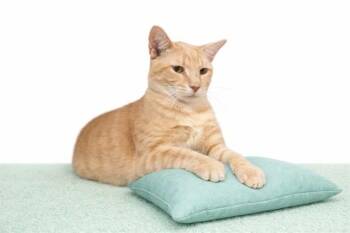 Domestic Short Hair Cats Available for Adoption - YOKO | PetCurious