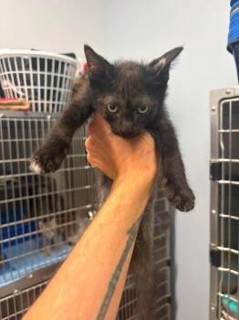 Hugo -  Domestic Short Hair Cat for Adoption in Republic, Missouri - Hugo | PetCurious