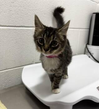 Lizzy-NEW -  Domestic Medium Hair Cat for Adoption in Arlington, Virginia - Lizzy-NEW | PetCurious
