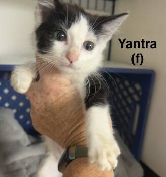 Yantra -  Domestic Short Hair Cat for Adoption in Saugerties, New York - Yantra | PetCurious