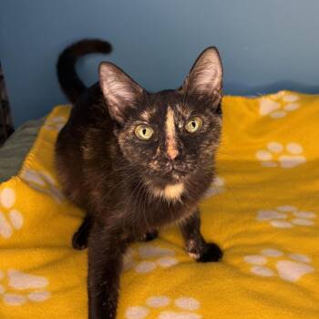 Sabine -  Domestic Short Hair Cat for Adoption in San Antonio, Texas - Sabine | PetCurious