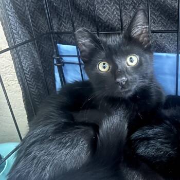 Lucky -  American Shorthair Cat for Adoption in Calimesa, California - Lucky | PetCurious