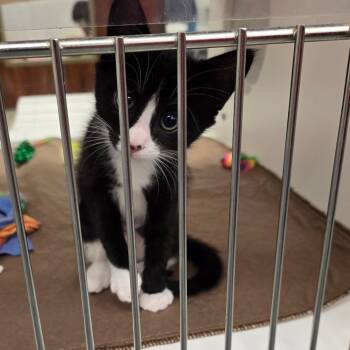 Nezuko -  Domestic Short Hair Cat for Adoption in West Palm Beach, Florida - Nezuko | PetCurious