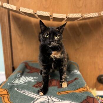 Calypso -  Domestic Short Hair Cat for Adoption in Fargo, North Dakota - Calypso | PetCurious