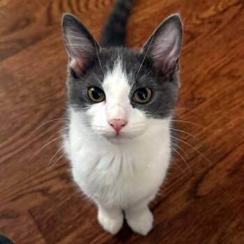 Mongo -  Domestic Short Hair Cat for Adoption - Mongo | PetCurious
