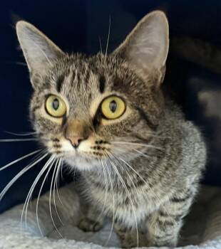 Sally -  Domestic Short Hair Cat for Adoption in Sault Ste. Marie, Michigan - Sally | PetCurious