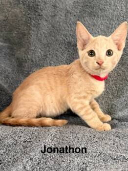 Jonathan -  Domestic Short Hair Cat for Adoption in West Palm Beach, Florida - Jonathan | PetCurious