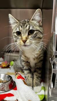 Sweet Pea -  Domestic Short Hair Cat for Adoption in Logan, Utah - Sweet Pea | PetCurious