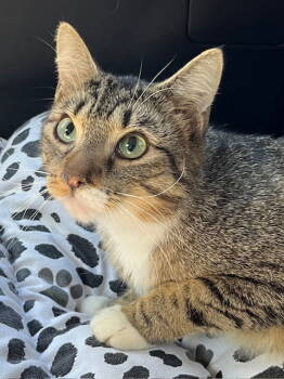 Rescue Tabby Cats for Adoption in Franklin, Tennessee - JACKSON | PetCurious