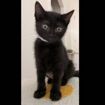 Midnight -  Domestic Short Hair Cat for Adoption in Prescott, Arizona - Midnight | PetCurious