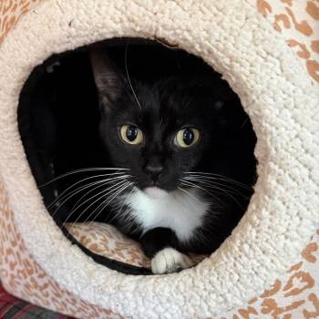 Domestic Short Hair Cats Available for Adoption in Mankato, Minnesota - Helga | PetCurious