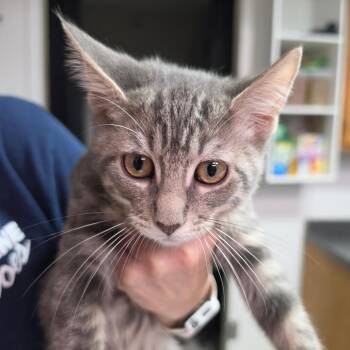 Boo Boo -  Domestic Short Hair Cat for Adoption in Leander, Texas - Boo Boo | PetCurious