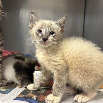 Domestic Medium Hair Cats Available for Adoption in Charleston, West Virginia - Charcoal | PetCurious