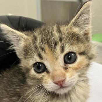Amara -  Domestic Short Hair Cat for Adoption in Las Cruces, New Mexico - Amara | PetCurious