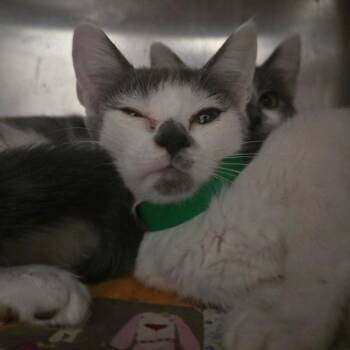 Gromit -  Domestic Short Hair Cat for Adoption in Kennebunk, Maine - Gromit | PetCurious