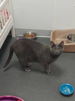 Rescue Domestic Short Hair Cats for Adoption in Williamsport, Pennsylvania - Julia | PetCurious