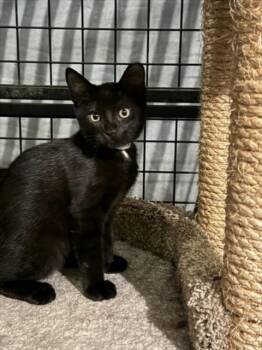 PETER -  Domestic Short Hair Cat for Adoption in Woodland, California - PETER | PetCurious
