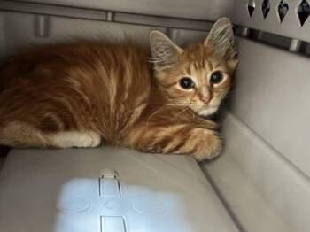 Jupiter -  Domestic Medium Hair Cat for Adoption in Kansas City, Missouri - Jupiter | PetCurious