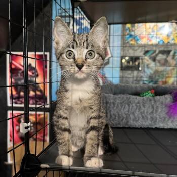 Rescue Domestic Short Hair Cats for Adoption in Lawton, Oklahoma - THEODORE MOUSEKATEER | PetCurious