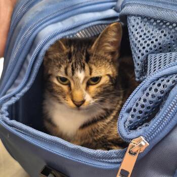 Domestic Short Hair Cats Available for Adoption in Montgomery, Alabama - Chanel | PetCurious