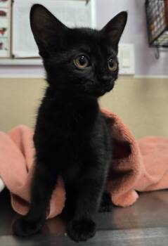 Amour -  Domestic Short Hair Cat for Adoption in Vancouver, Washington - Amour | PetCurious