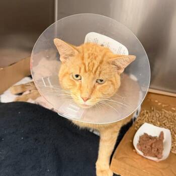 Traffic Cone 26-08-138 -  Domestic Short Hair Cat for Adoption in Bastrop, Texas - Traffic Cone 26-08-138 | PetCurious