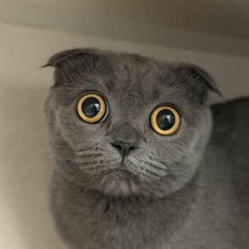 Scottish Fold Cats Available for Adoption in Sacramento, California - Shayenna  | PetCurious
