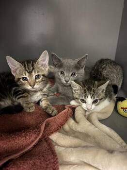 SUN TAN -  Domestic Short Hair Cat for Adoption in Leesburg, Virginia - SUN TAN | PetCurious