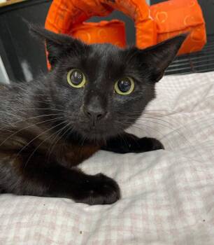 Whispy -  Domestic Short Hair Cat for Adoption in Island Lake, Illinois - Whispy | PetCurious