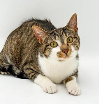 Kitty -  Domestic Short Hair Cat for Adoption in Bowling Green, Kentucky - Kitty | PetCurious