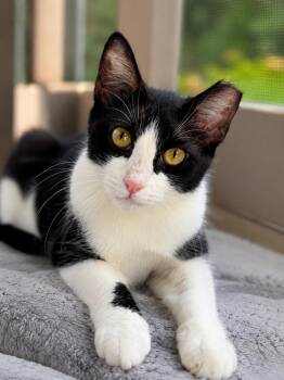 Parker -  Domestic Short Hair Cat for Adoption in Nashville, Tennessee - Parker | PetCurious