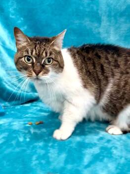 Domestic Short Hair Cats Available for Adoption in Denham Springs, Louisiana - Nora (Quani) | PetCurious