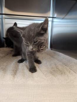Domestic Short Hair Cats Available for Adoption in Sacramento, California - FLINT | PetCurious