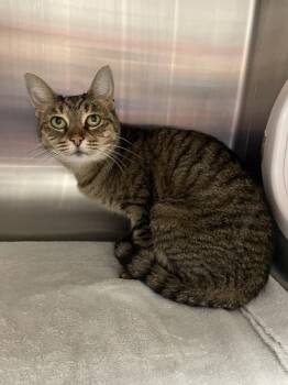 Tabby and Domestic Short Hair Cats Available for Adoption in Georgetown, Kentucky - Allie | PetCurious
