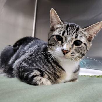 Rescue Domestic Short Hair Cats for Adoption in Middleburg, Florida - Maple 27596 | PetCurious