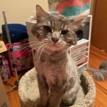 Rescue Domestic Short Hair Cats for Adoption in Blaine, Minnesota - Emilio | PetCurious