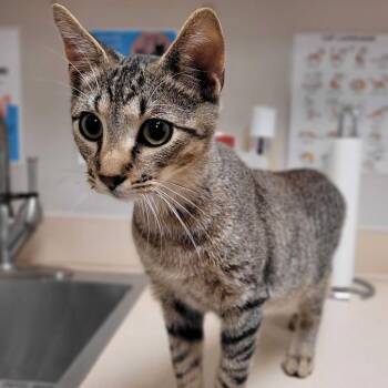 Rescue Domestic Short Hair Cats for Adoption in Nantucket, Massachusetts - Borris | PetCurious