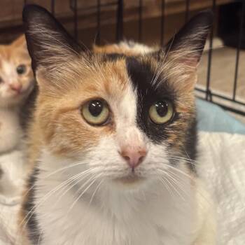 Domestic Medium Hair Cats Available for Adoption in Hinesville, Georgia - Mango | PetCurious