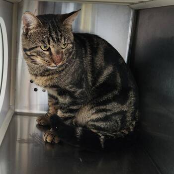 Domestic Short Hair Cats Available for Adoption in Norman, Oklahoma - Clover | PetCurious