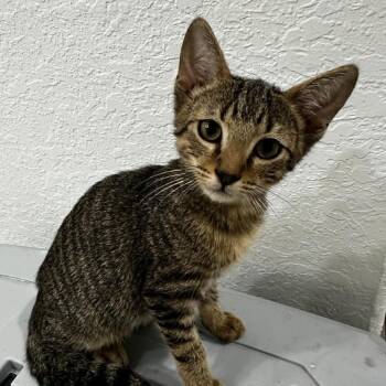 Domestic Short Hair Cats Available for Adoption in Quail Heights, Florida - Cozumel | PetCurious