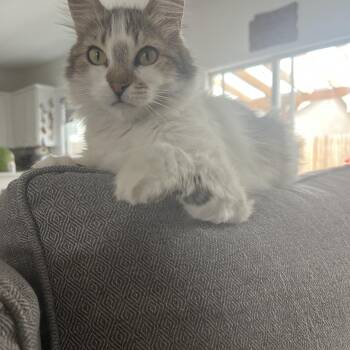 Granda -  Domestic Long Hair Cat Available for Adoption in Fresno, California - Granda | PetCurious