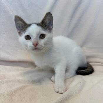 Egg Boy -  Domestic Short Hair Cat for Adoption in Janesville, Wisconsin - Egg Boy | PetCurious