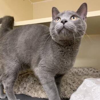 Domestic Short Hair Cats Available for Adoption - Stewart | PetCurious