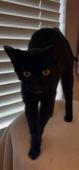 Sparkle -  Domestic Short Hair Cat for Adoption in Wheaton, Illinois - Sparkle | PetCurious