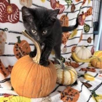 Fox -  Domestic Short Hair Cat for Adoption in Rochester, Minnesota - Fox | PetCurious